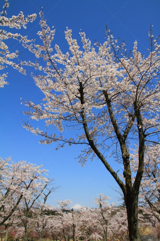 富士山,樱桃树,不,樱之花,伊东,樱花节,自然,垂直画幅,雪,无人