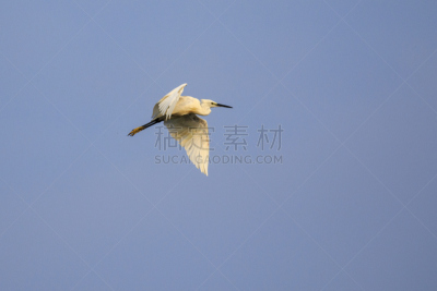天空,鸟类,动物,白色,大白鹭,图像,水,美,水平画幅,户外
