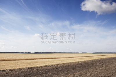 田地,短马鞭,联合收割机,天空,水平画幅,研磨食品,泥土,动物身体部位,户外,拖拉机