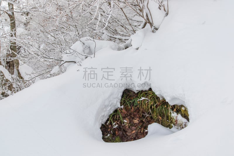 在下面,daisen,雪,鸟取,山,植物群,毯子,活力,安静,一月