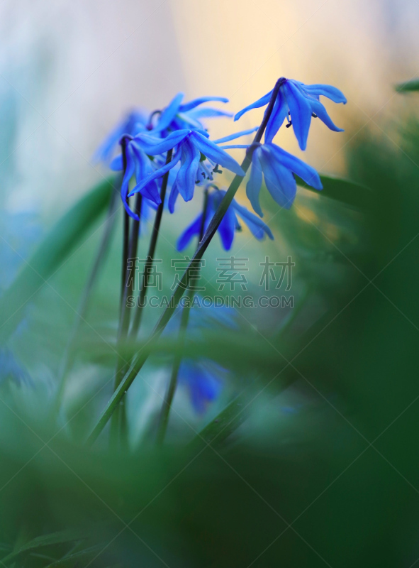 雪花莲,蓝色,菜园,春天,第一名,仅一朵花,自然,垂直画幅,草地,无人