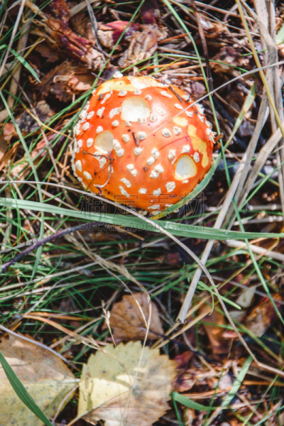 森林,毒蝇菇,垂直画幅,无人,瓷样伞菇,户外,生物学,草,斑驳的,特写