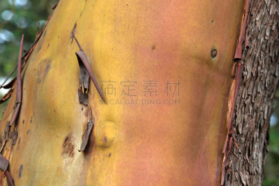 树皮,红色,加拿大,水平画幅,无人,2015年,大不列颠哥伦比亚,植物表皮,madrona tree,加伯里拉岛