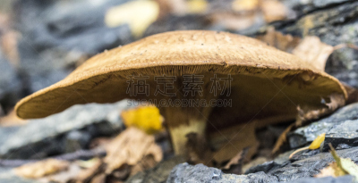 树林,蘑菇,褐色,美,水平画幅,苔藓,生食,户外,草,生长