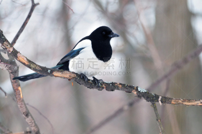 地衣,昆虫,鹊,破碎的,枝,树皮,鹭管鱼,野生动物,霜,雪