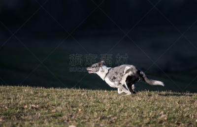 边境牧羊犬,狗,可爱的,宠物,自然,法国,迅速,握柄,图像,柯利牧羊犬
