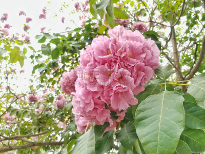 小号,粉色,绘画艺术品,特写,天空,美,公园,水平画幅,夏天,户外