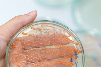 实验室,革兰氏染色剂,微生物学,细菌,粘质沙雷菌,动物,家庭,科学实验,纯净,动物身体部位