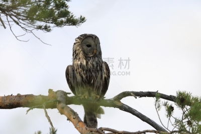 瑞典,猫头鹰,长尾林鸮,美,褐色,食肉鸟,水平画幅,夜晚,无人,鸟类