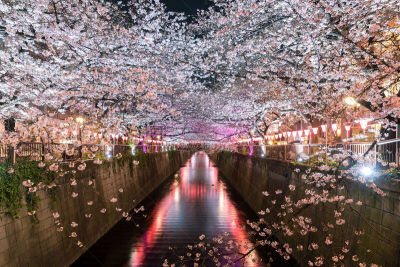 运河,樱花,东京,日本,春天,皱纹,室内过夜,四月,目黒区,大阪府