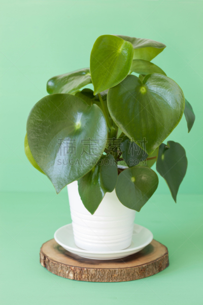houseplant peperomia in white pot