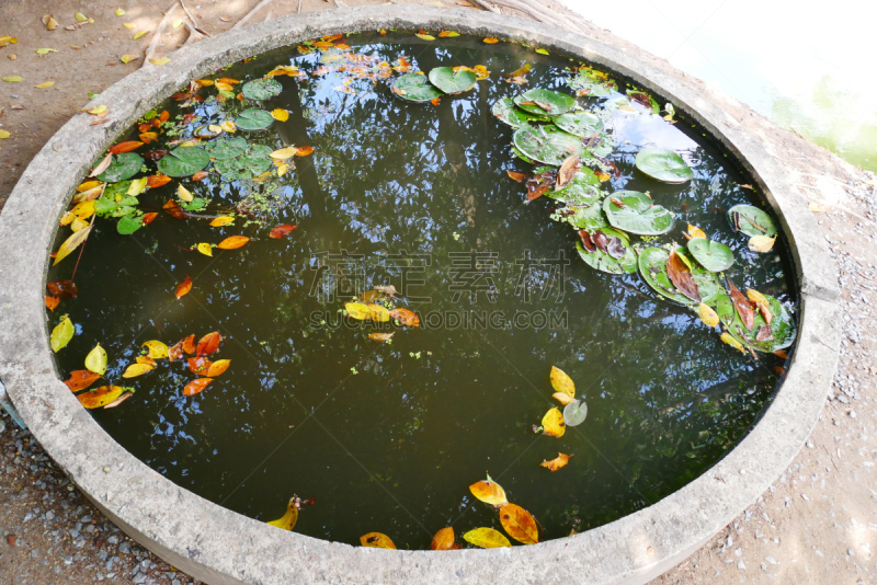 荷花,锅,土器,围栏,百合花,种植园,水,美,水平画幅,睡莲