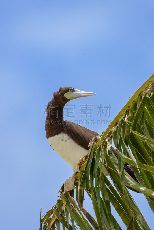 棕色结巴鸟,垂直画幅,正面视角,热带鸟,机敏,褐色,人老心不老,鸟类,伴侣,动物身体部位