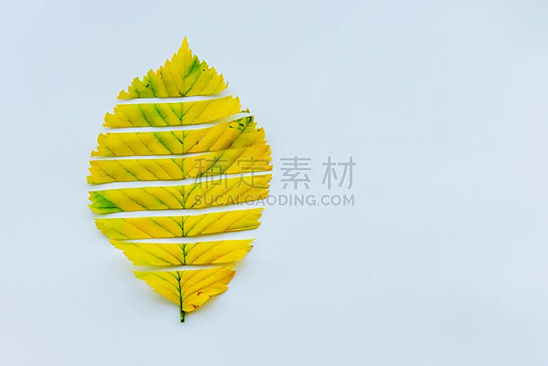 秋天 叶子 白色背景 九月 十月 榆树 乡村风格 植物 背景 枫树图片素材下载 稿定素材 秋天 叶子 白色背景 九月 十月 榆树 乡村风格 植物 背景 枫树图片素材下载 稿定素材