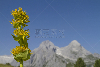龙胆属植物,黄色,维特斯坦山脉,植物,水平画幅,山,阿尔卑斯山脉,无人,植物学,户外