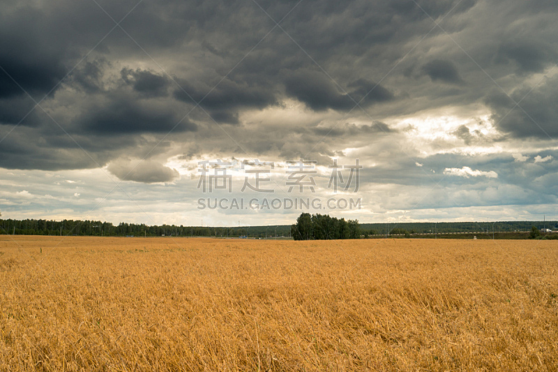 蓝色,黄金,田地,小麦,天空,自然,大麦,水平画幅,无人,夏天