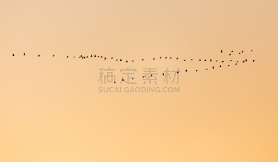 一群鸟,日落林荫大道,思盖顿,羽量级选手,印度野生动物园,设计师标签,自由,翅膀,鸟类,人造翅膀
