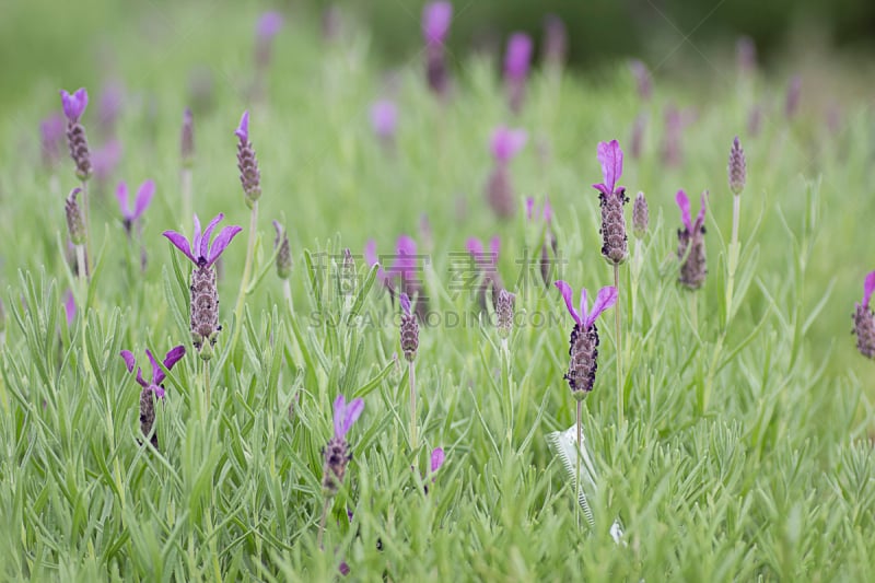 韩国,熏衣草,紫色,春天,高阳市,薰衣草色,自然,拍摄场景,野生动物,水平画幅