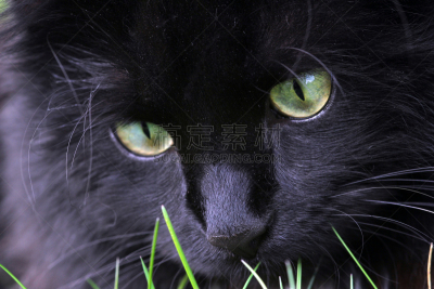 猫,黑色,挪威森林猫,动物冲锋,捉迷藏,悄悄接近猎物,波斯猫,美,机敏,水平画幅