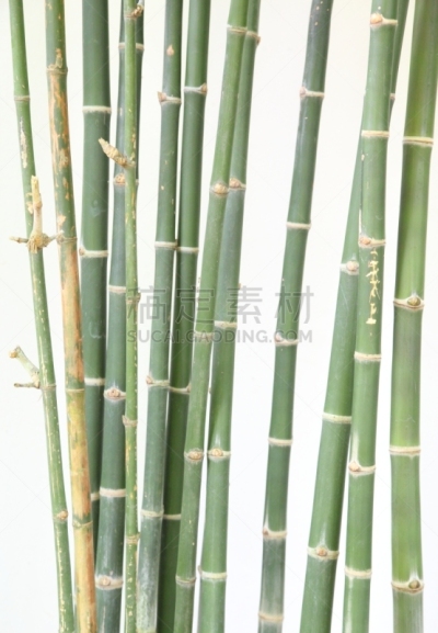 竹,自然,垂直画幅,式样,无人,日本,抽象,装饰物,热带雨林,草