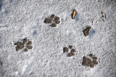 雪,运动跑道,小狗,布列塔尼斯班尼犬,爪印,水平画幅,无人,户外,狗,摄影