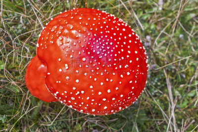蘑菇,红色,花园矮人雕像,毒蝇菇,伞形毒菌,毒蘑菇,水平画幅,无人,苔藓,户外