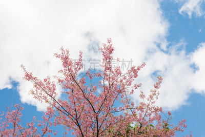 天空,樱桃,蓝色,雾,背景,野生植物,早期力士曼樱桃,美,水平画幅,樱花