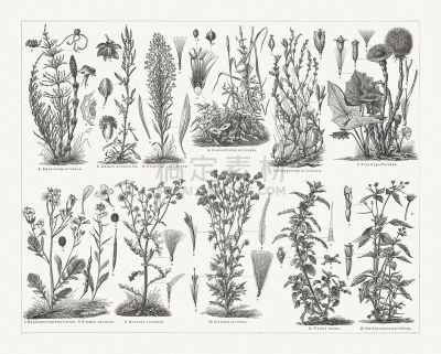 Weeds, wood engravings, published in 1897