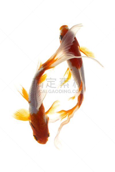 锦鲤,鱼类,白色背景,一对,海洋生命,背景分离,池塘,古董,动物,风水