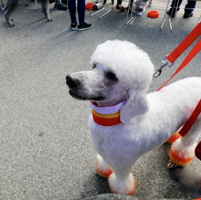 贵宾犬,粉色,粉红色,遛狗师,纯种犬,莫西干头,狗,个人卫生用品,与众不同