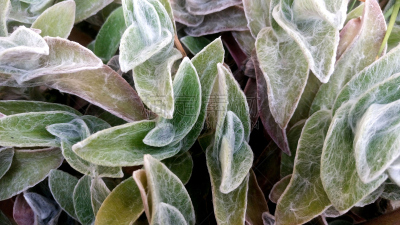 怪异,植物,自然,水平画幅,蜘蛛网,绿色,灯丝,无人,帆布,不舒服