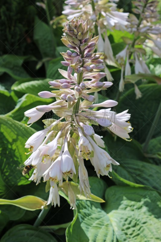 丁香花,玉簪属植物,百合花,鲜花盛开,垂直画幅,图像,树荫,英国,叶子,多年生植物