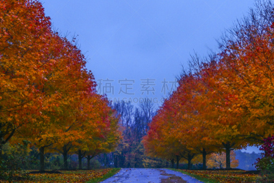 美国,,ct检查,雨,水平画幅,枝繁叶茂,秋天,无人,迦南谷,湿
