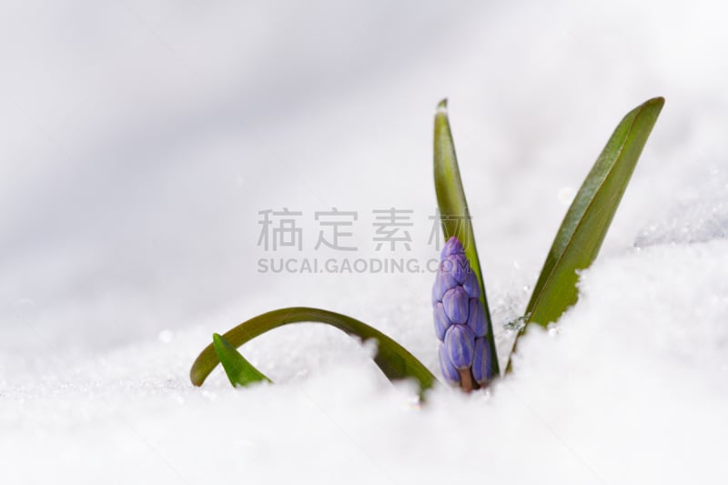 斯库拉,雪,柔和,大特写,背景,自然美,风信子科,装置艺术,天门冬目,图像技术