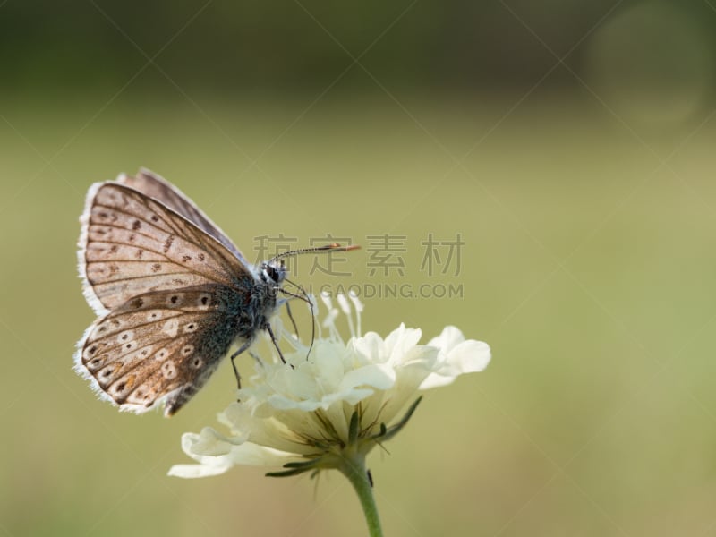 灰蝶科,蝴蝶,蓝色,克里顿眼灰蝶,家庭,生物学,野生动物,环境,鳞翅类,翅膀