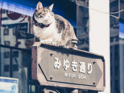 银座,亚洲,商务,人,东京,风景,图像,商店,著名景点,街道