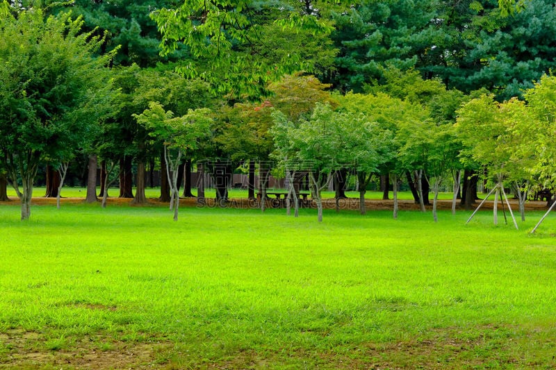 韩国,田地,绿色,岛,红杉,清新,环境,天气,草