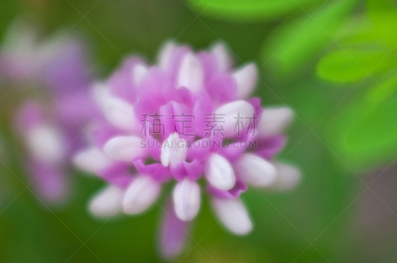 A multicolored flower of Coronilla Varia close-up. Soft focus. Sammer, June. Ukraine. Lugansk region,village Mozhniankivka (49°39'42'N, 39°03'39'E)