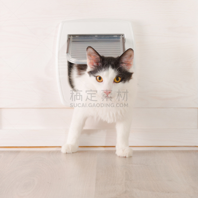猫,门,浴室,门口,狗洞,家庭生活,动物身体部位,卫生间,白色,看