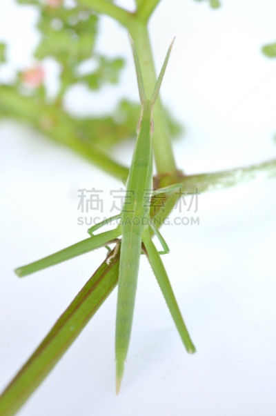 白色背景,蚱蜢,大蚱蜢,蝗虫,自然,垂直画幅,留白,绿色,无人,日本