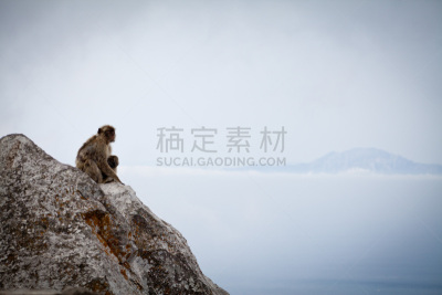 猴子,猕猴,小的,婴儿,母亲,自然,褐色,野生动物,悬崖,水平画幅