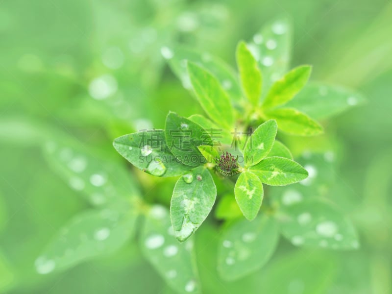 花蕾,叶子,绿色,三叶草芽,露水,选择对焦,水,美,水平画幅,无人