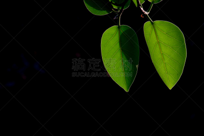 叶子,自然,水平画幅,绿色,枝繁叶茂,秋天,无人,绘画插图,特,枫树