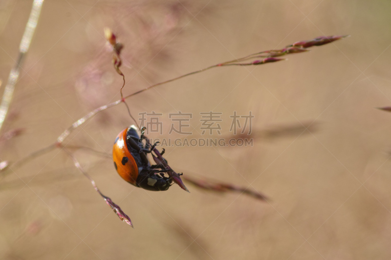 草,瓢虫,水平画幅,动物学,粉虱,夏天,户外,生物学,特写,黑蚊