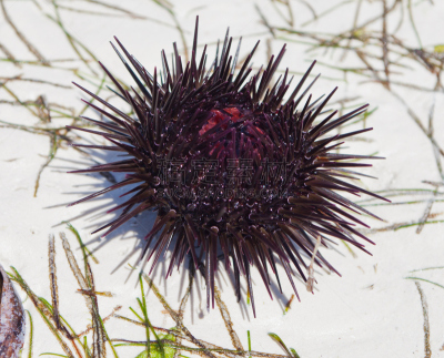 海滩,海胆,Green Sea Urchin,性腺,自然,无脊椎动物,野生动物,水平画幅,水下,户外