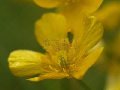 毛莨科,黄色,草地,草,唐松草,醉蝶花,饰品花,锦葵属,越南,清新