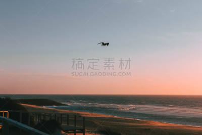 地形,海滩,寒冷,秋天,冬天,图像,日光,鸟类,阿威罗市,无人