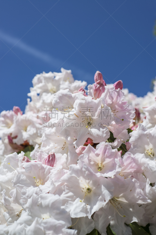 杜鹃花属,粉色,钻石形,自然,垂直画幅,天空,无人,蓝色,丰富,户外