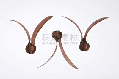 种子,白色背景,分离着色,褐色,水平画幅,干的,尤脑香科树,图像,植物,冬天