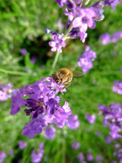 蜜蜂,熏衣草,无性生殖,自然,水平画幅,无人,户外,特写,前景聚焦,概念